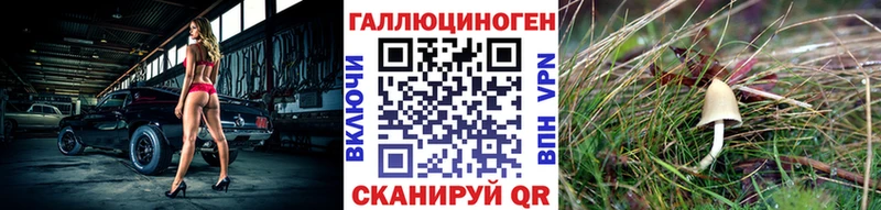 закладка Мончегорск Псилоцибиновые грибы Cubensis